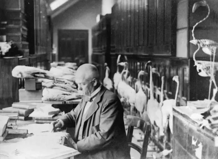 Framed Print : Tommaso Salvadori working on flamingoes c. 1890 Framed Print : Tommaso Salvadori working on flamingoes c. 1890