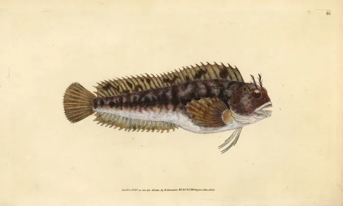 Framed Print : Tompot blenny, Parablennius gattorugine Framed Print : Tompot blenny, Parablennius gattorugine