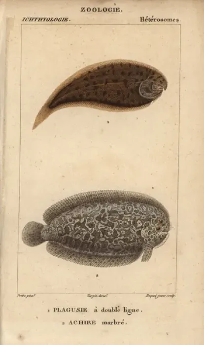 Framed Print : Tonguefish, Symphurus, and marbled sole, Pleuronectes Framed Print : Tonguefish, Symphurus, and marbled sole, Pleuronectes