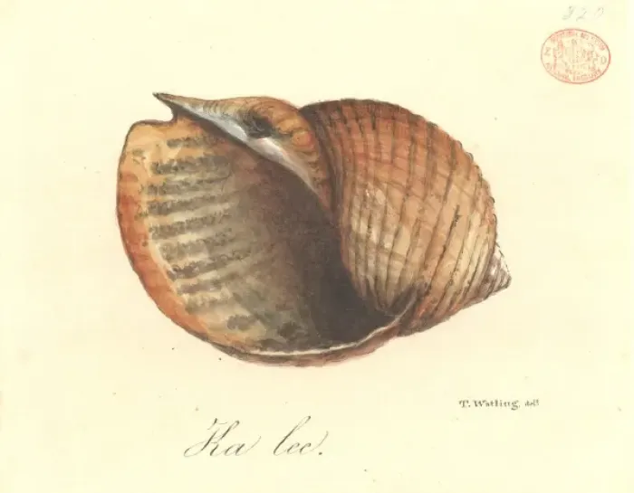 Framed Print : Tonna cerevisina, tun shell Framed Print : Tonna cerevisina, tun shell