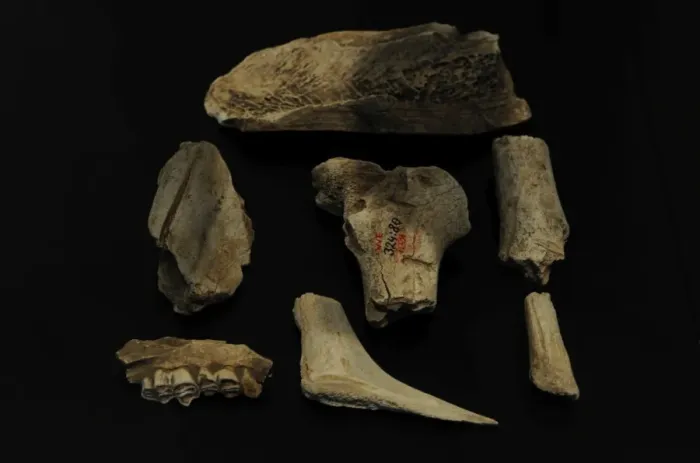 Framed Print : Tools of flint and animal bones. Performed by Homo sapiens Framed Print : Tools of flint and animal bones. Performed by Homo sapiens