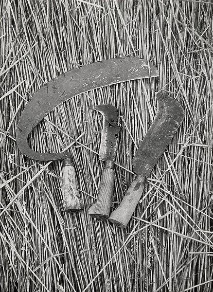 Tools used in roof thatching, West Country, UK