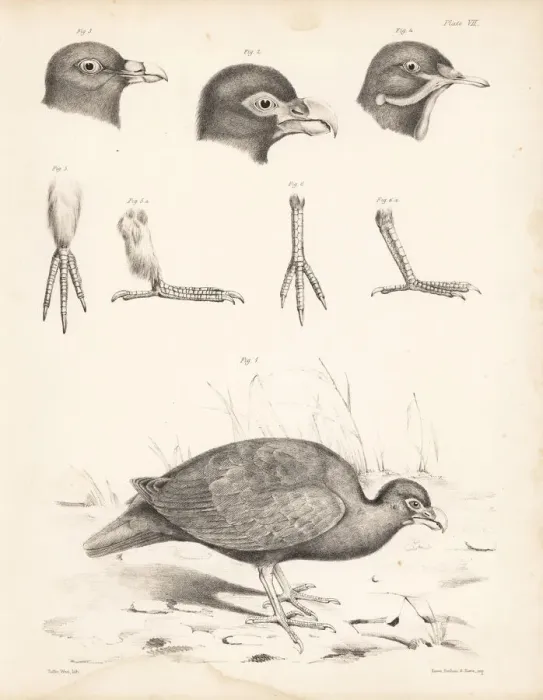 Framed Print : Tooth-billed pigeon, Bruces green pigeon Framed Print : Tooth-billed pigeon, Bruces green pigeon