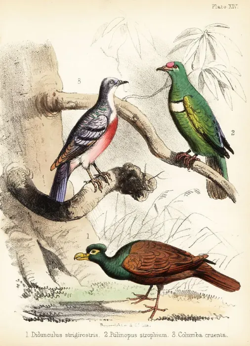 Framed Print : Tooth-billed pigeon, white-bibbed fruit dove and Luzon bleeding Framed Print : Tooth-billed pigeon, white-bibbed fruit dove and Luzon bleeding