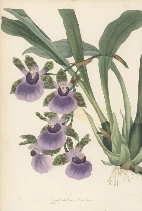 Framed Print : Tooth-like flowered zygopetalum, Zygopetalum maxillare Framed Print : Tooth-like flowered zygopetalum, Zygopetalum maxillare