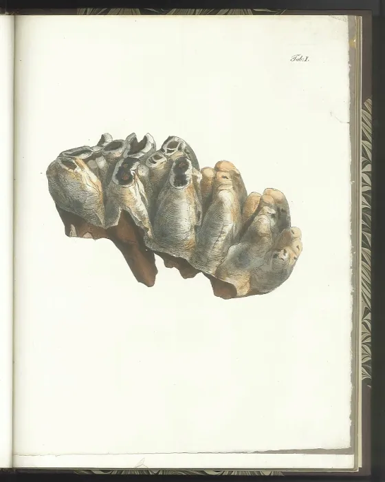 Framed Print : Tooth of a Mastodon Framed Print : Tooth of a Mastodon