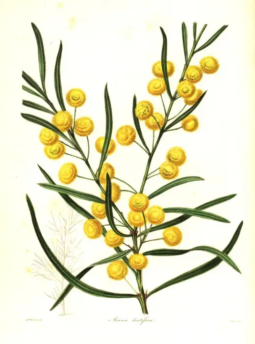 Framed Print : Toothed acacia, Acacia dentifera Framed Print : Toothed acacia, Acacia dentifera