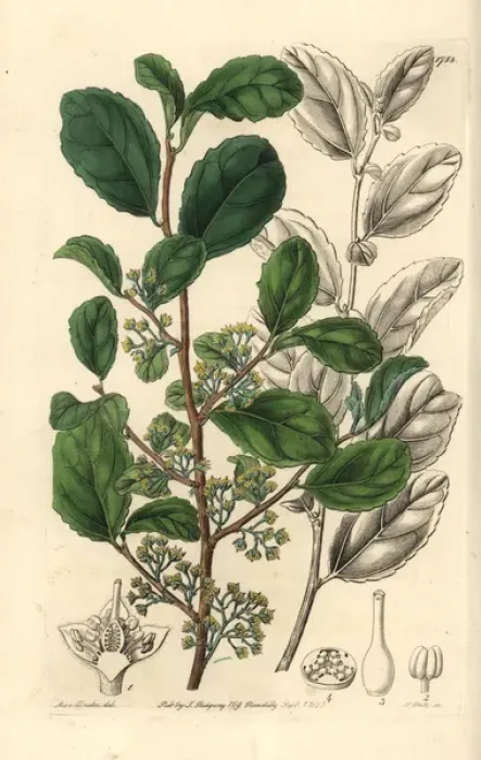 Framed Print : Toothed azara, Azara dentata Framed Print : Toothed azara, Azara dentata