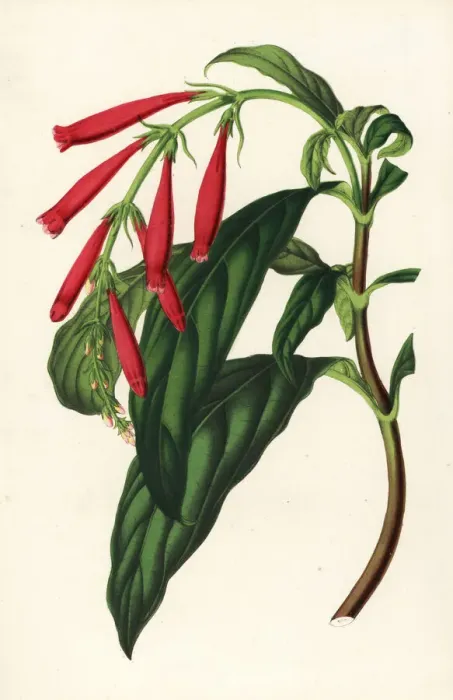 Framed Print : Toothedthread, Odontonema rutilans