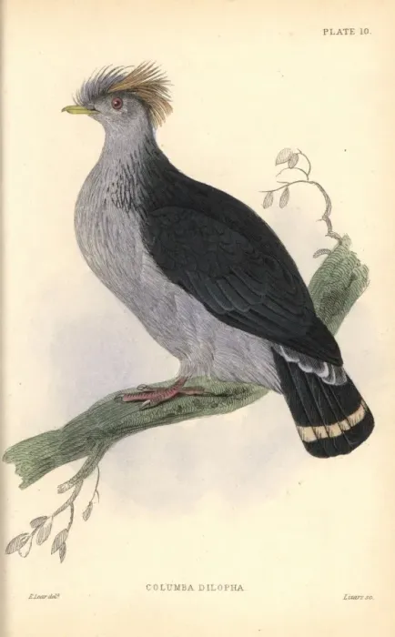 Framed Print : Topknot pigeon, Lopholaimus antarcticus Framed Print : Topknot pigeon, Lopholaimus antarcticus