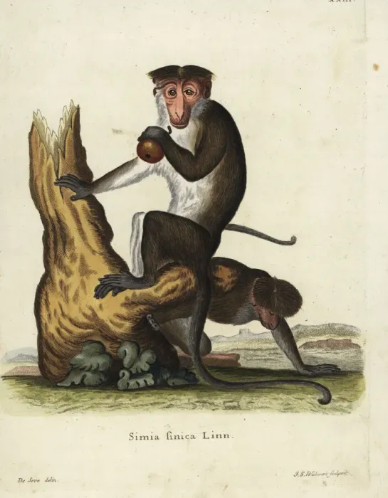 Framed Print : Toque macaque, Macaca sinica. Endangered Framed Print : Toque macaque, Macaca sinica. Endangered