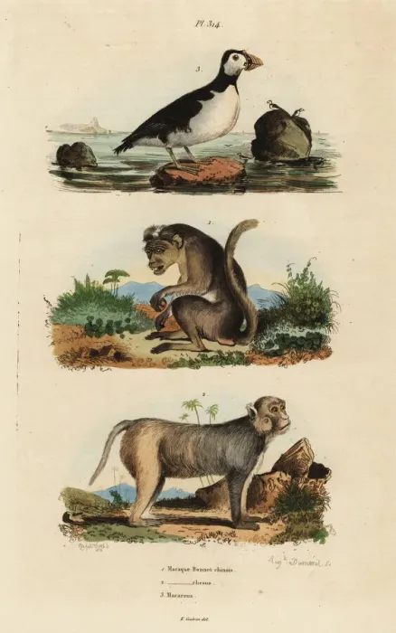 Framed Print : Toque macaque, rhesus macaque and parakeet auklet Framed Print : Toque macaque, rhesus macaque and parakeet auklet