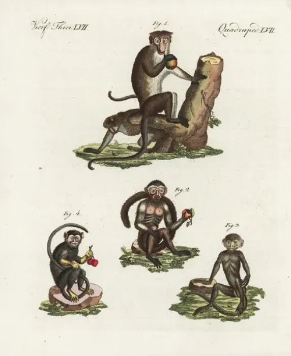 Framed Print : Toque macaque, tufted capuchin, langur Framed Print : Toque macaque, tufted capuchin, langur