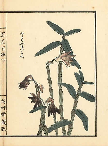 Tora sekkoku or Japanese stone orchid, Dendrobium
