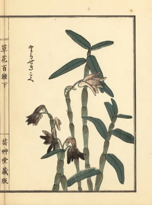 Framed Print : Tora sekkoku or Japanese stone orchid, Dendrobium Framed Print : Tora sekkoku or Japanese stone orchid, Dendrobium