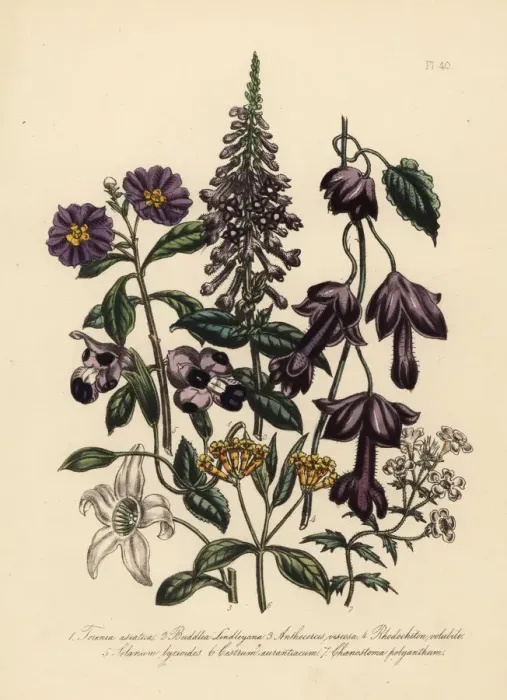Framed Print : Torenia, buddlea and anthocercis species Framed Print : Torenia, buddlea and anthocercis species