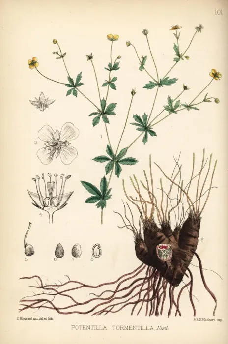 Framed Print : Tormentil, Potentilla erecta Framed Print : Tormentil, Potentilla erecta