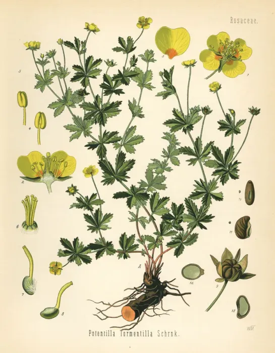 Framed Print : Tormentil, septfoil or erect cinquefoil, Potentilla Framed Print : Tormentil, septfoil or erect cinquefoil, Potentilla