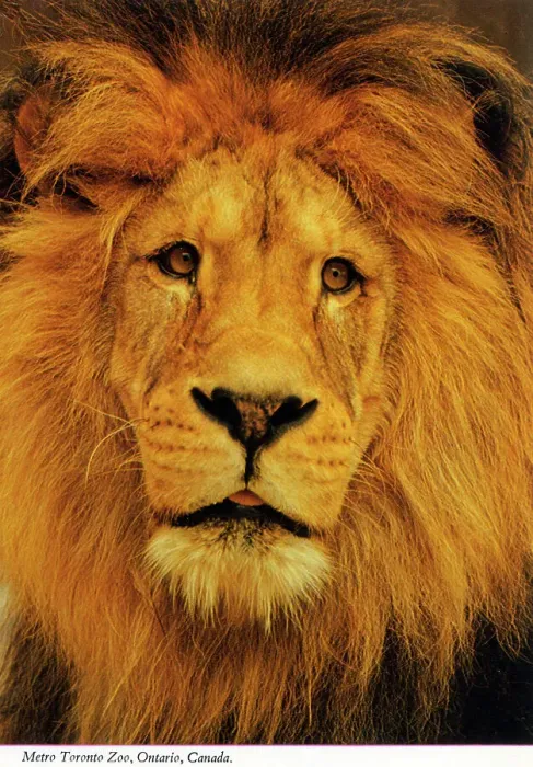 Framed Print : Toronto, Ontario, Canada - Lion at Metro Toronto Zoo Framed Print : Toronto, Ontario, Canada - Lion at Metro Toronto Zoo