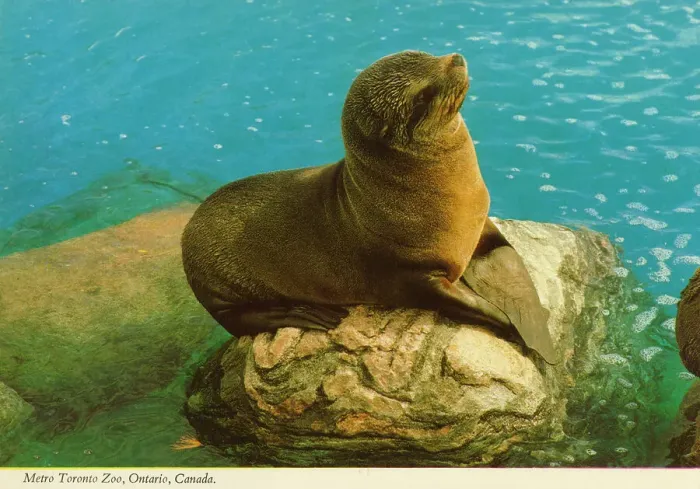 Framed Print : Toronto, Ontario, Canada - Seal at Metro Toronto Zoo Framed Print : Toronto, Ontario, Canada - Seal at Metro Toronto Zoo