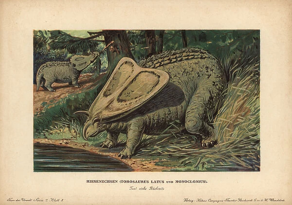 Torosaurus latus and Monoclonius, extinct ceratopsid