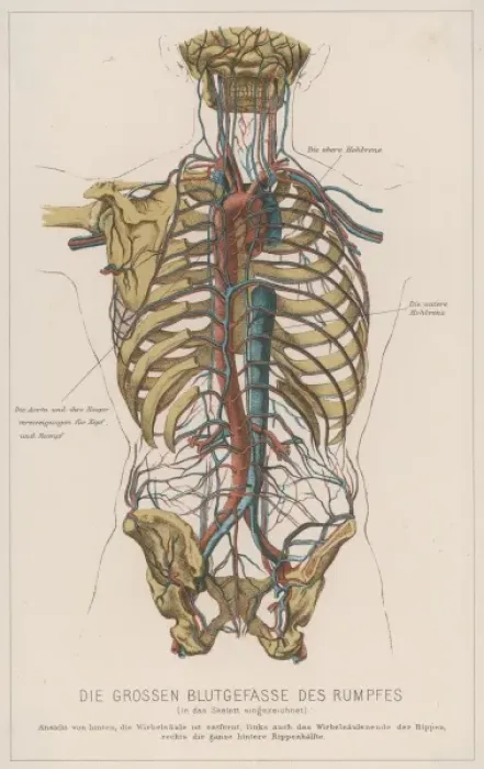 Framed Print : Torso Blood Circulation Framed Print : Torso Blood Circulation