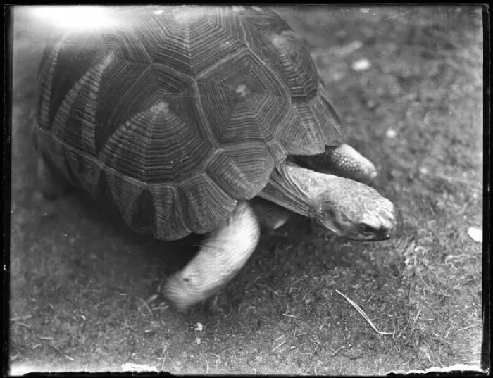 Framed Print : A TORTOISE Framed Print : A TORTOISE