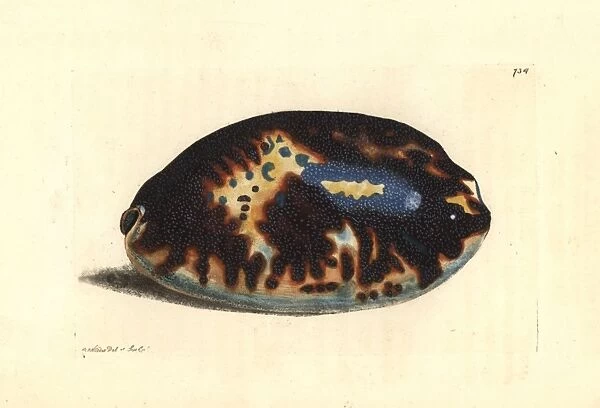 Tortoise cowry, Chelycypraea testudinaria