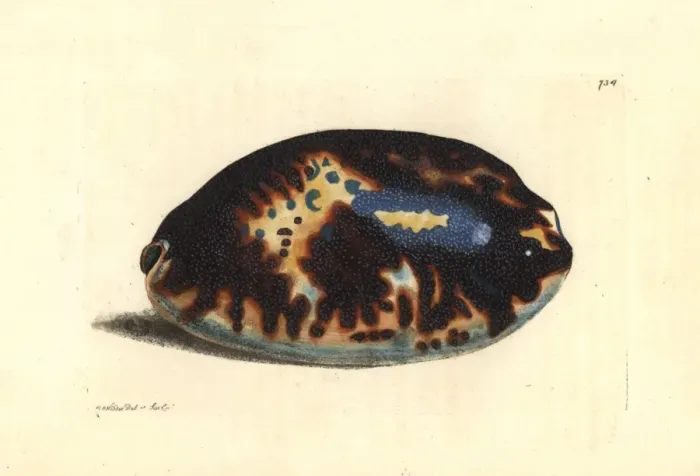 Framed Print : Tortoise cowry, Chelycypraea testudinaria Framed Print : Tortoise cowry, Chelycypraea testudinaria