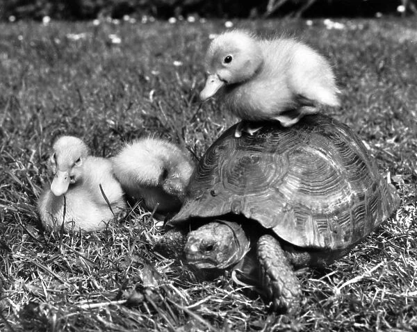 Tortoise and ducklings