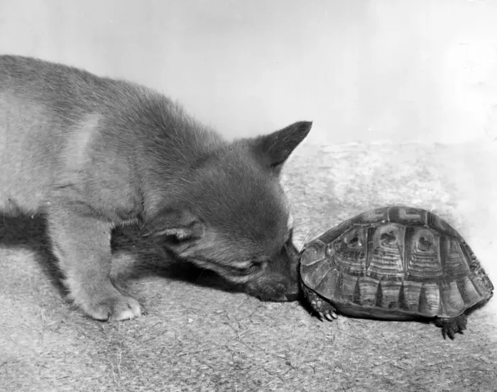 Framed Print : Tortoise and fox cub Framed Print : Tortoise and fox cub