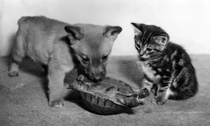 Framed Print : Tortoise, fox cub and tabby kitten Framed Print : Tortoise, fox cub and tabby kitten