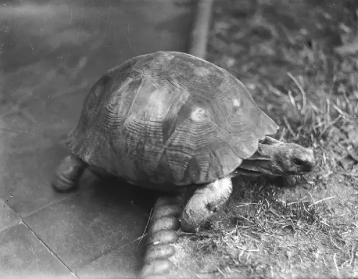 Framed Print : Tortoise & Rope Edging Framed Print : Tortoise & Rope Edging