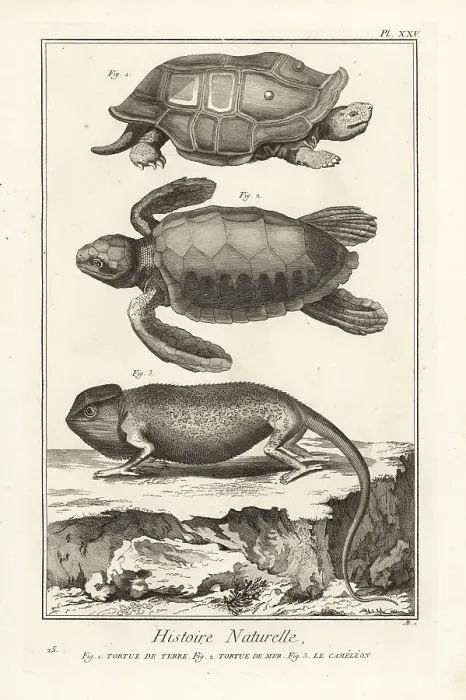 Framed Print : Tortoise, sea turtle and chameleon Framed Print : Tortoise, sea turtle and chameleon