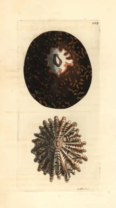 Framed Print : Tortoise-shell limpet, Cellana testudinaria Framed Print : Tortoise-shell limpet, Cellana testudinaria