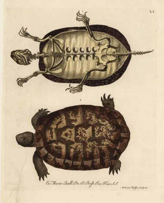Framed Print : Tortoise skeleton and German tortoise species Framed Print : Tortoise skeleton and German tortoise species