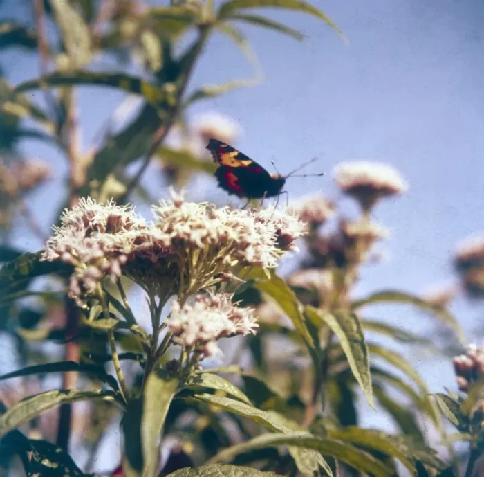 Framed Print : Tortoiseshell Butterfly Framed Print : Tortoiseshell Butterfly