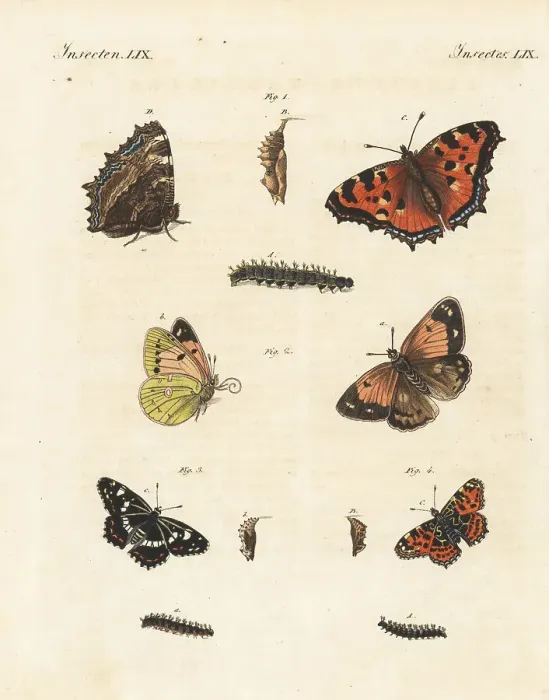 Framed Print : Tortoiseshell, pale clouded yellow, white admiral and map butter Framed Print : Tortoiseshell, pale clouded yellow, white admiral and map butter