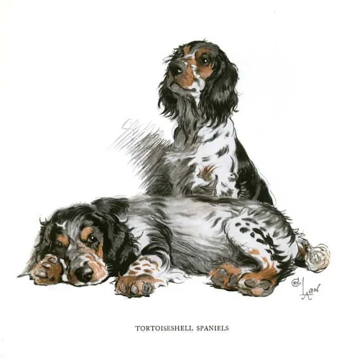 Framed Print : Two tortoiseshell spaniels Framed Print : Two tortoiseshell spaniels