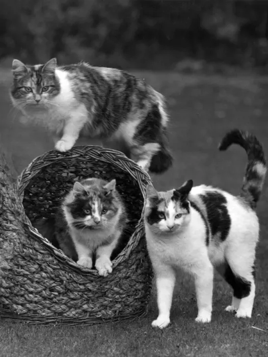 Framed Print : THREE TORTOISESHELLS Framed Print : THREE TORTOISESHELLS