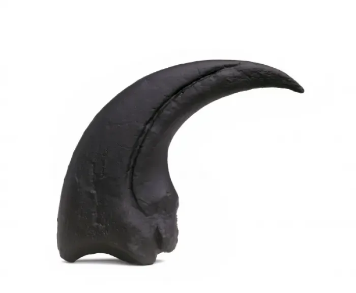 Framed Print : Torvosaurus claw Framed Print : Torvosaurus claw