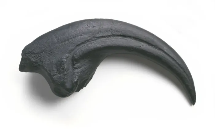 Framed Print : Torvosaurus claw Framed Print : Torvosaurus claw