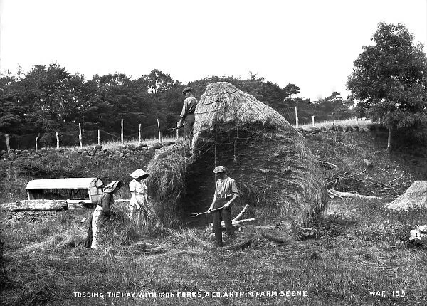 Tossing the Hay With Iron for ks, a Co. Antrim Farm Scene
