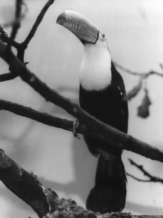 Framed Print : TOUCAN. A Toucan with its beak in the air. Date: 1960s Framed Print : TOUCAN. A Toucan with its beak in the air. Date: 1960s