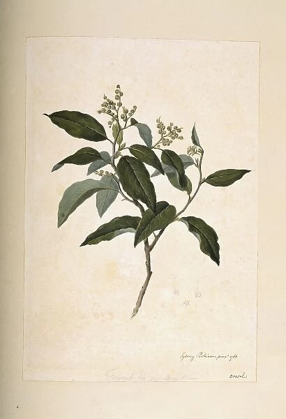 Tournefortia paniculata