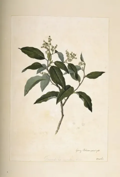 Framed Print : Tournefortia paniculata Framed Print : Tournefortia paniculata