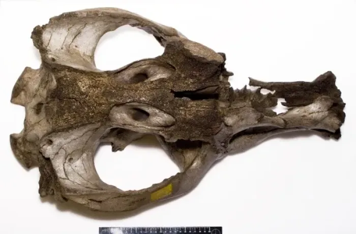 Framed Print : Toxodon platensis