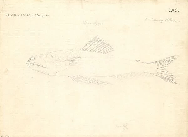 Trachinocephalus myops, painted lizzardfish