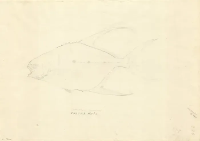 Framed Print : Trachinotus goreensis, longfin pompano Framed Print : Trachinotus goreensis, longfin pompano