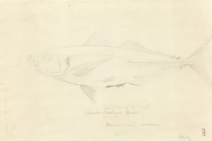 Framed Print : Trachurus declivis, greenback horse mackerel Framed Print : Trachurus declivis, greenback horse mackerel